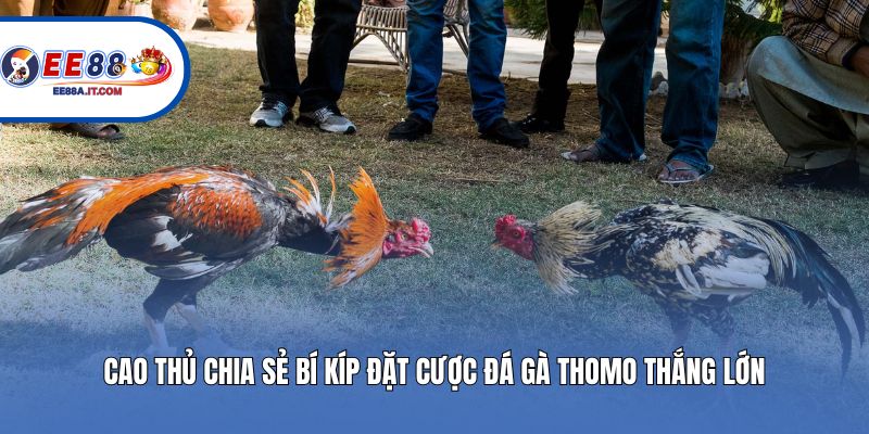 Cao thủ chia sẻ bí kíp đặt cược đá gà Thomo thắng lớn