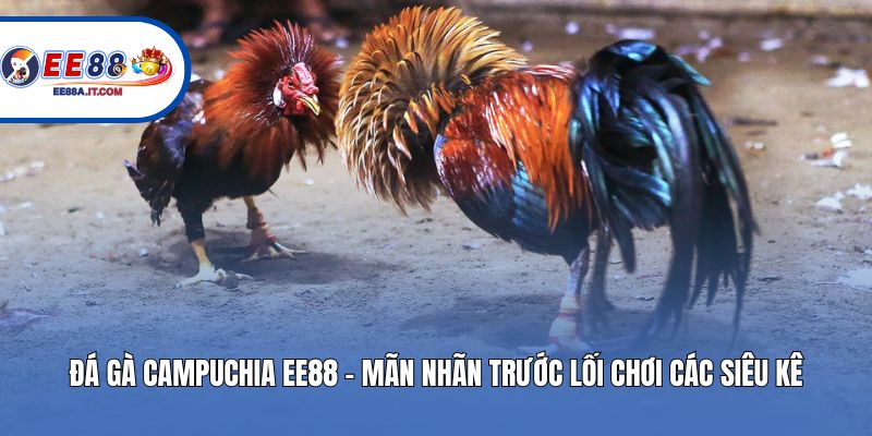 Đá Gà Campuchia EE88 - Mãn Nhãn Trước Lối Chơi Các Siêu Kê
