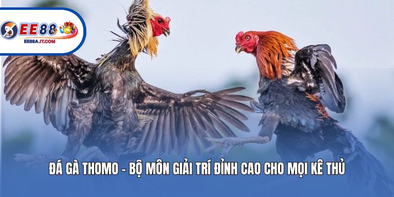 Đá Gà Thomo - Bộ Môn Giải Trí Đỉnh Cao Cho Mọi Kê Thủ