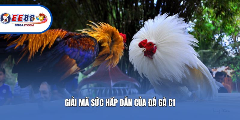 Giải mã sức hấp dẫn của đá gà C1