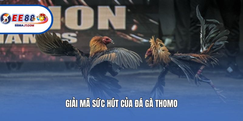Giải mã sức hút của đá gà Thomo