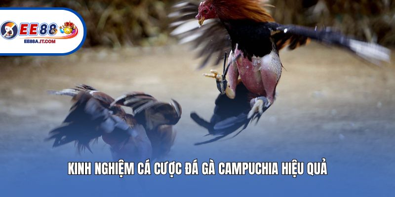 Kinh nghiệm cá cược đá gà campuchia hiệu quả