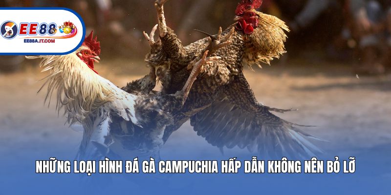 Những loại hình đá gà campuchia hấp dẫn không nên bỏ lỡ