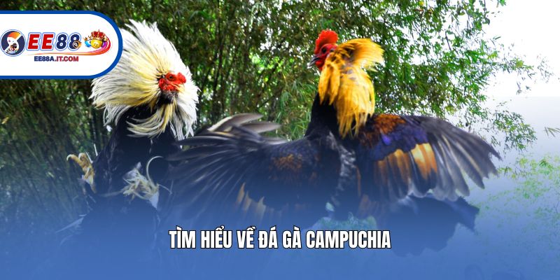 Tìm hiểu về đá gà Campuchia